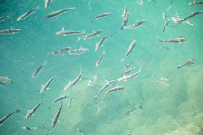 School of fish swimming in sea