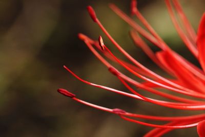 Close-up of red flower