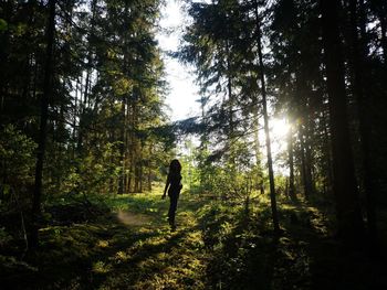 Woman  walking amidst trees in forest