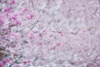 Full frame shot of pink flower tree