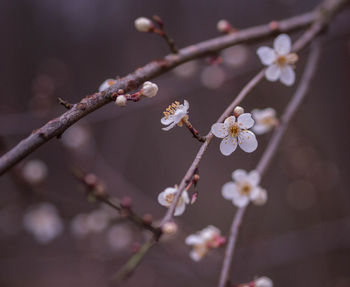 Close-up of flowers on branch