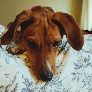 Close-up portrait of dog