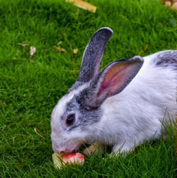 Close-up of rabbit on field