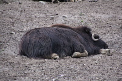 Dog relaxing on field