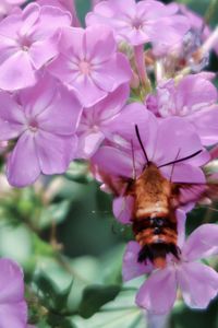 Close-up of bee pollinating on pink flower