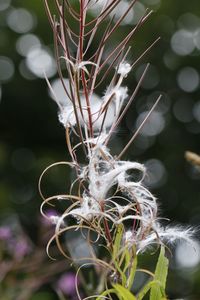 Close-up of wilted plant