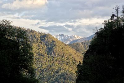 Panoramic shot of trees in forest against sky