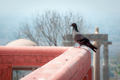 Close-up of bird perching on railing