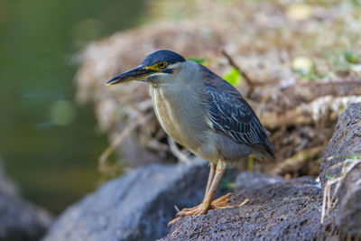 Bird perching on rock