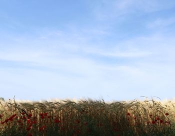 Plants growing on field against sky