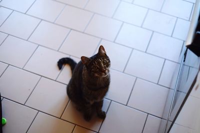 Cat lying on tiled floor