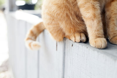 Feet and claws of a yellow tabby cat resting on a porch
