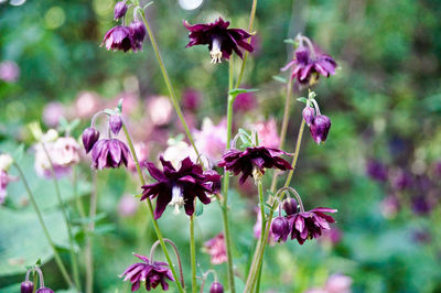 Close-up of pink flowering plant