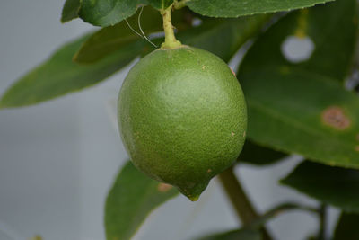 Close-up of fruit growing on plant