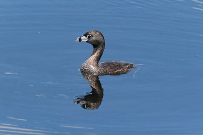 High angle view of duck swimming in lake