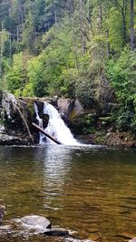 River flowing through forest