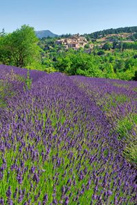 Scenic view of field