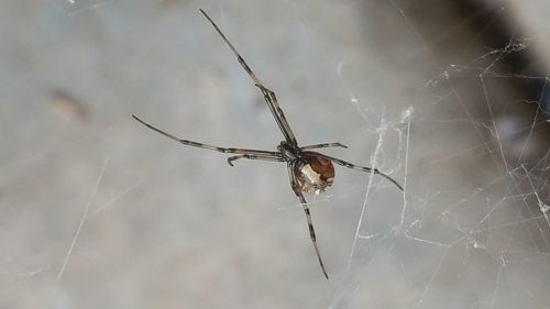 Close-up of spider web