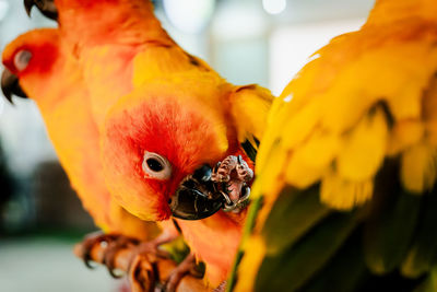 Close-up of bird