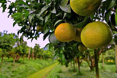 Close-up of oranges growing on tree