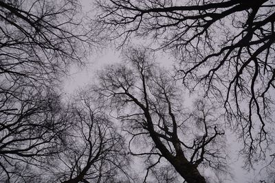 Low angle view of bare trees against sky