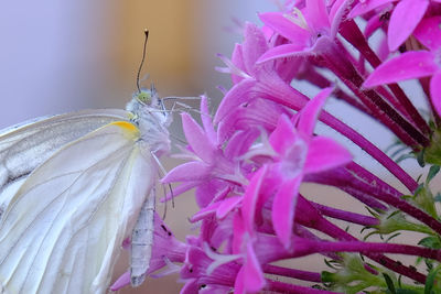Close-up of white butterfly on pink flowers
