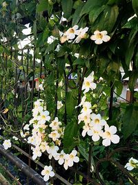 Close-up of white flowers blooming outdoors