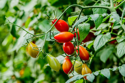 Close-up of tomatoes on plant