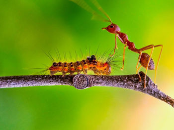 Close-up of red ant with spiny bristle caterpillar on branch