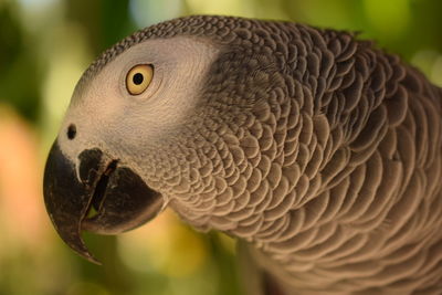 Close-up of bird