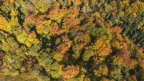 High angle view of yellow autumn trees in forest