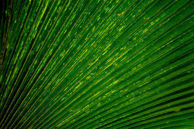 Full frame shot of palm leaf