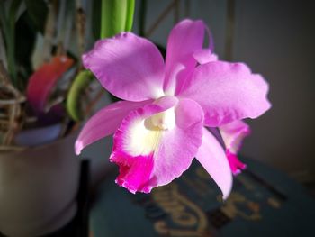 Close-up of pink orchid flower