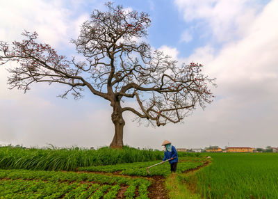 Big tree in beautiful sky