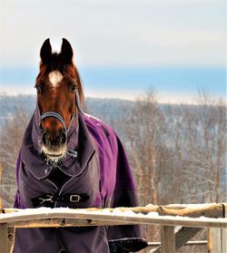 Portrait of horse in winter