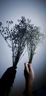 Low angle view of woman hand holding flowering plant against sky