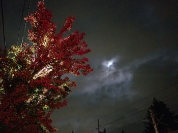 Low angle view of tree against sky at night