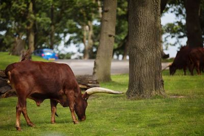 Cow grazing on field