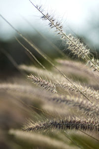 Close-up of plants on field