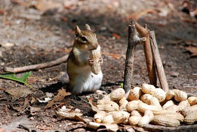 View of squirrel on rock