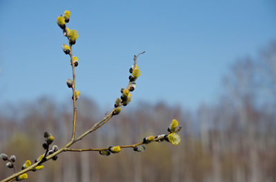 Close-up of yellow flowering plant against sky