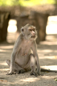 Portrait of a monkey sitting around the sand