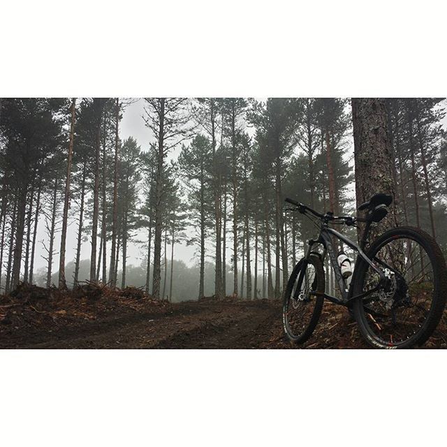 bicycle, transportation, mode of transport, land vehicle, tree, stationary, auto post production filter, parked, transfer print, parking, wheel, day, outdoors, cycling, shadow, sunlight, tranquility, bare tree, sky, no people