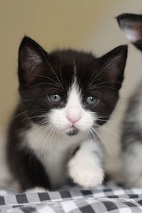 Close-up portrait of cat at home