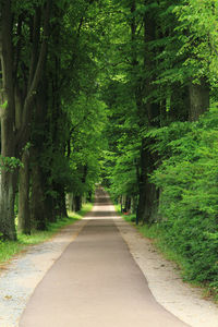 Road amidst trees in forest