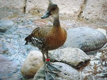 Close-up of mallard duck