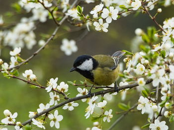 Bird perching on branch