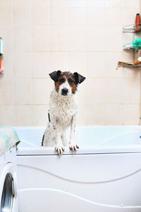 Portrait of dog in the bathroom