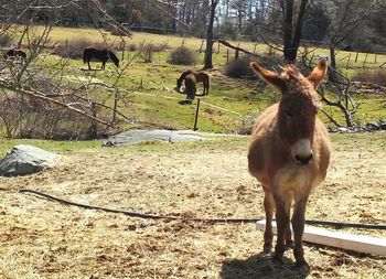 Horse standing on field