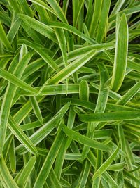 Full frame shot of dew on grass